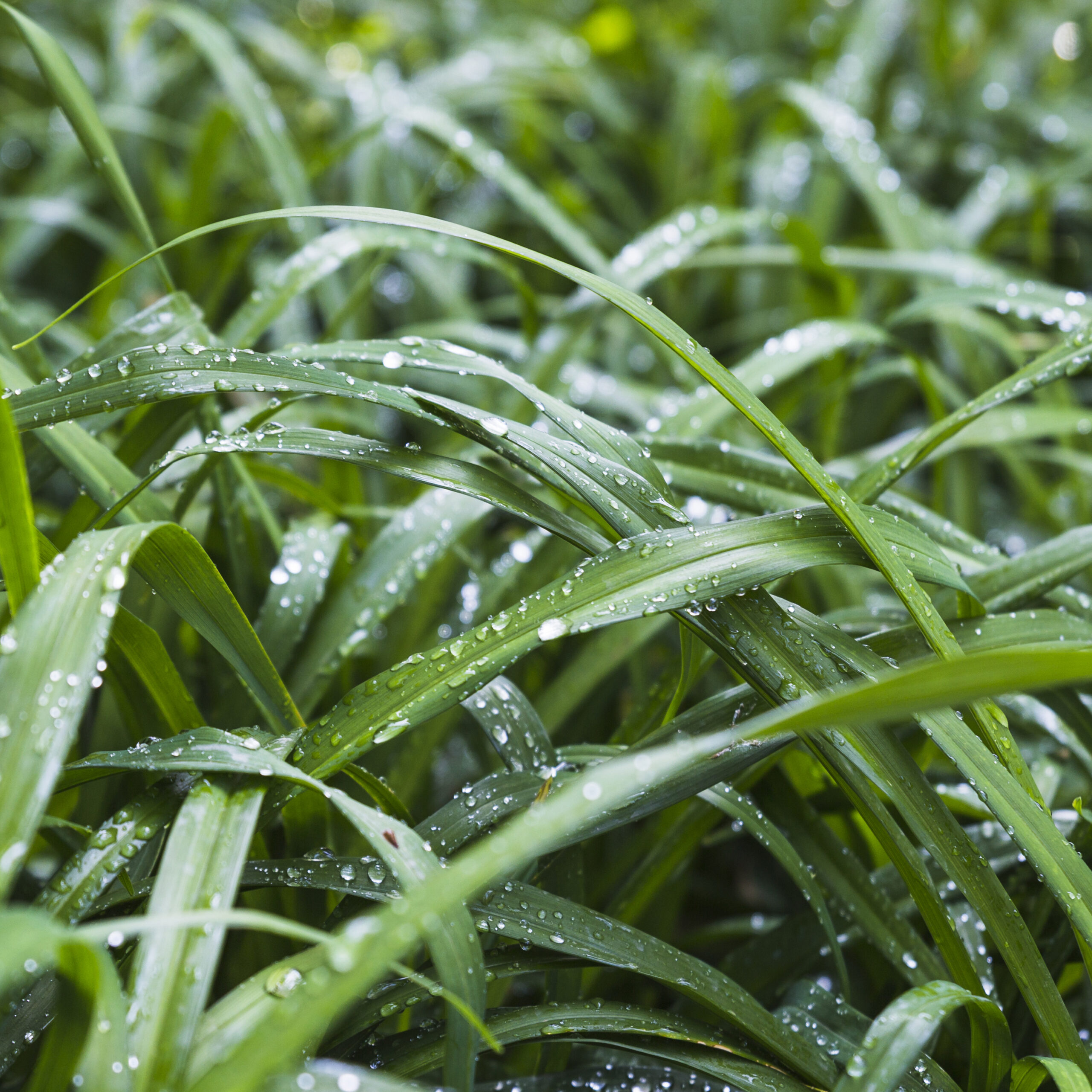 delicate-grass-with-water-drops