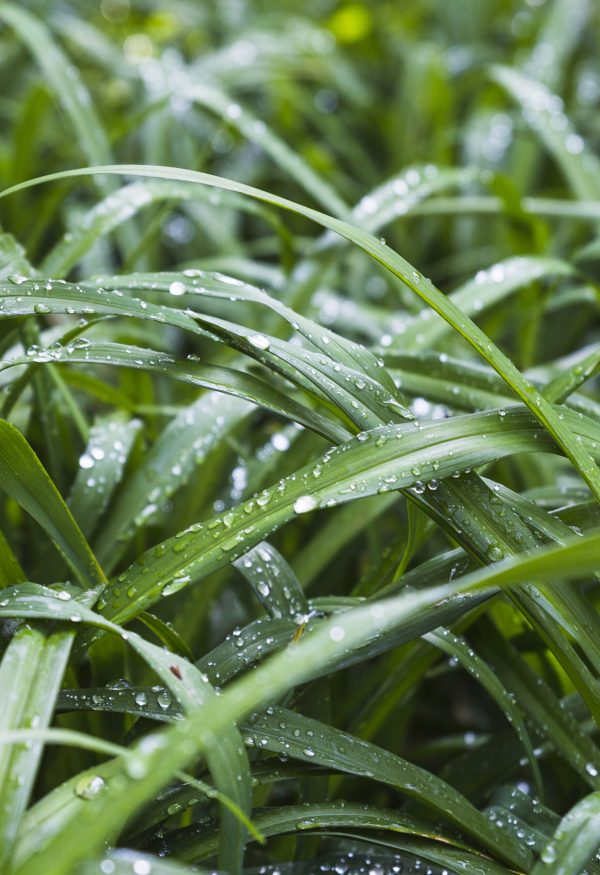 delicate-grass-with-water-drops
