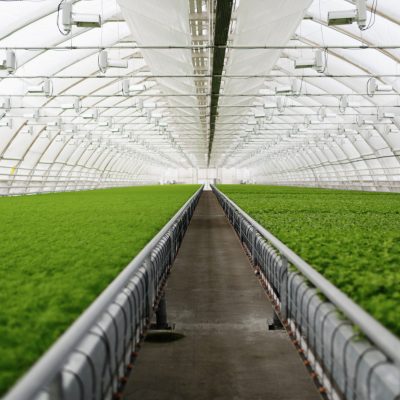 Young plants growing in very large plant commercial greenhouse