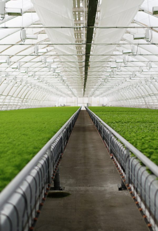 Young plants growing in very large plant commercial greenhouse